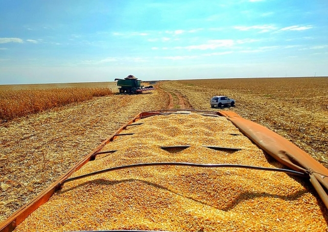 Agricultores de MS já colheram 70% da área cultivada na segunda safra de milho