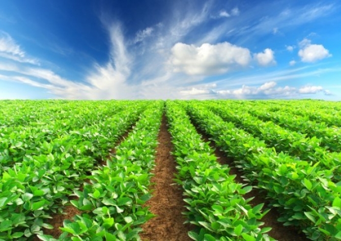 Agricultores estão utilizando os fundamentos dos dez mandamentos para aumentar a produtividade das lavouras