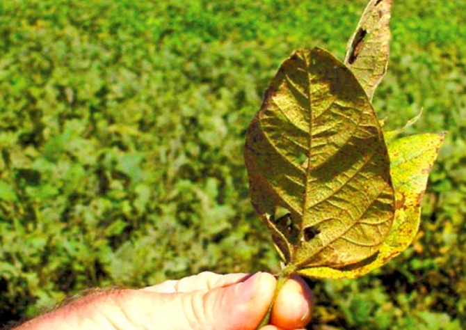 Agricultores unem força para combater Ferrugem Asiática na Bahia