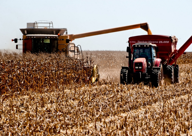 AgRural estima que colheita de milho atinge 4,9% no Centro-Sul