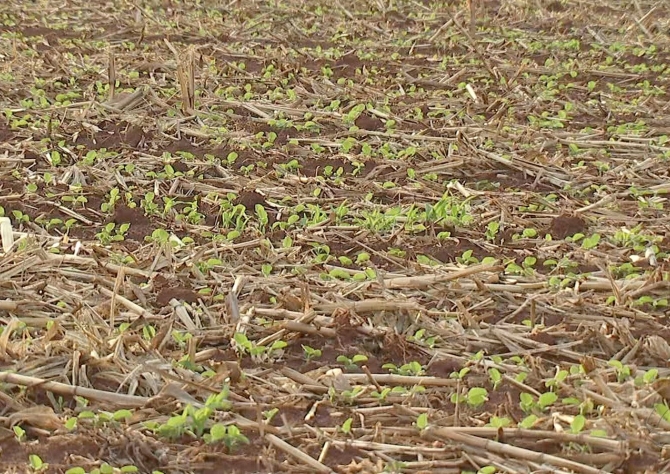 Aprovado projeto que proíbe plantar soja duas vezes na mesma área durante ciclo em MS