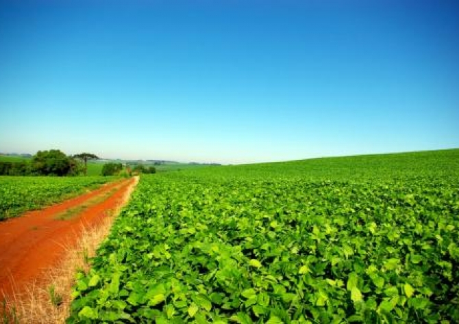  Argentina: chuvas superam a média do mês nos Pampas e safra de soja pode ser afetada