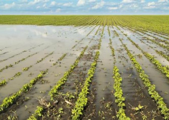 Chuva na Argentina e nos Estados Unidos pode melhorar preços da soja  