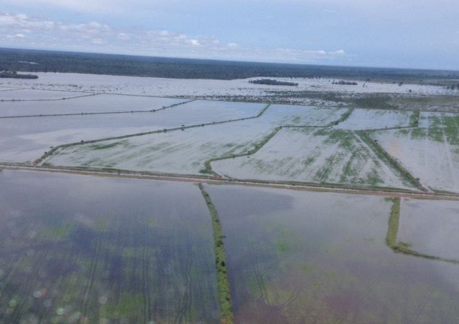 Chuvas em excesso atrasam colheita da soja e já causa prejuízos aos produtores no Tocantins