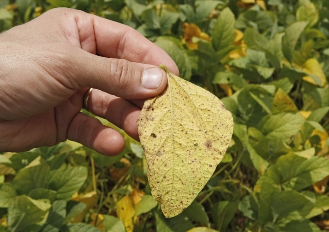 Clima ruim obriga Paraná a ampliar calendário de cultivo da soja