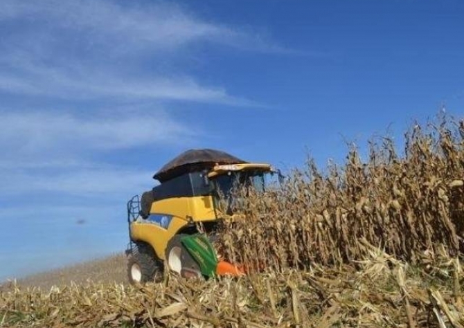 Colheita de milho avança em Mato Grosso; negociações estão limitadas