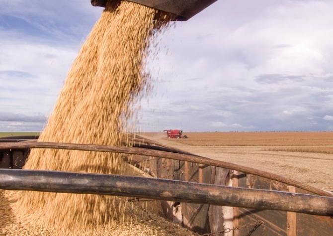 Colheita de soja avança no Brasil e atinge 25% da área