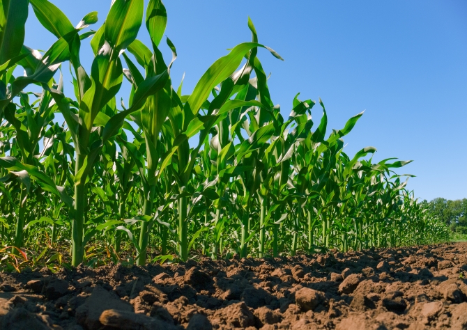 Colheita do milho atinge 90% da área cultivada no RS