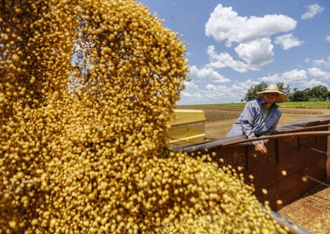 Colheita do milho avança e atinge 65% das lavouras no RS