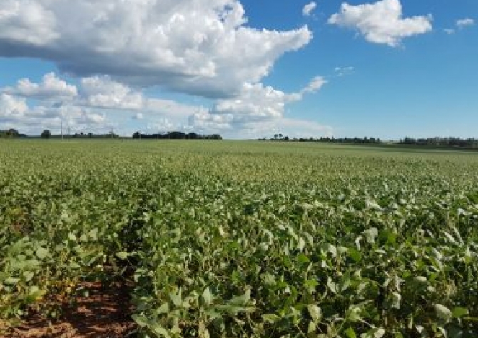 Com clima favorável, região destina nove de dez grãos de soja para a China