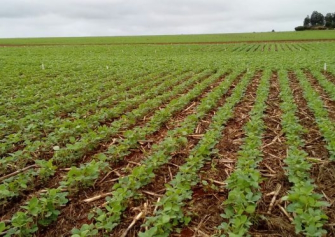 Começa o vazio sanitário da soja em Mato Grosso do Sul  