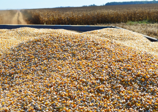 Conab aumenta participação de MS em leilões de milho, mas ainda está abaixo do necessário