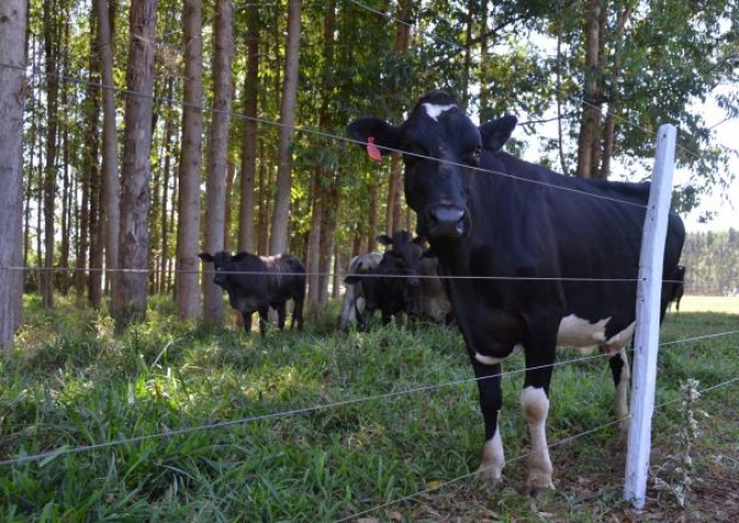 Conselho Agropecuário do Sul decide trabalhar por harmonização de normas