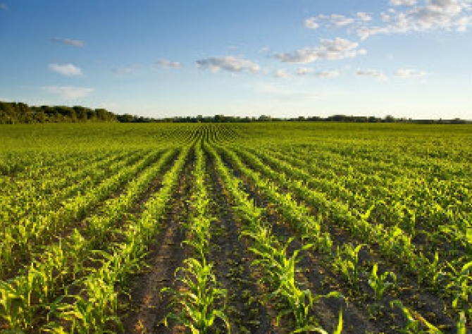 Consumo de fertilizantes cresce com busca por maior produtividade