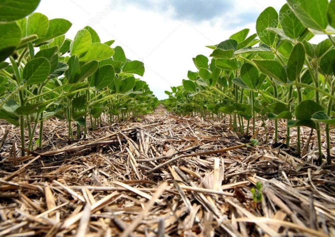 Controle da ferrugem asiática e dessecação da pré-colheita da soja são destaques no Dia de Campo C.Vale