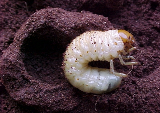 Controle de corós da soja pelo fungo Ophiocordyceps melolonthae