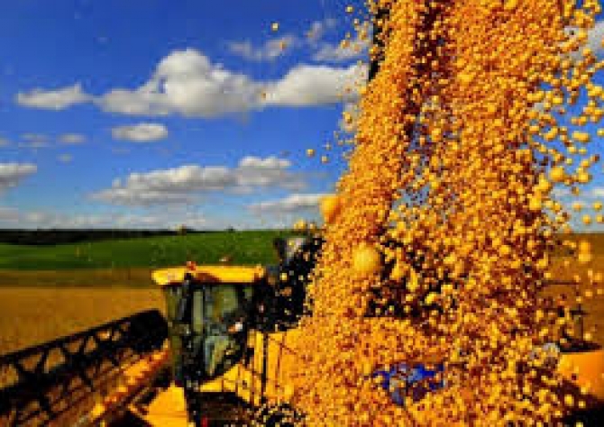 Em meio às chuvas, milho caminha para recorde de produção na Argentina