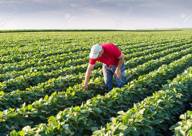 Estudo detalha a mudança no uso da terra pela agricultura brasileira de 1990 a 2014