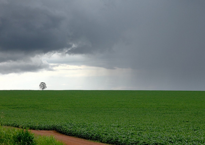 Excesso de chuvas em lavouras atrapalha colheita de soja em Mato Grosso