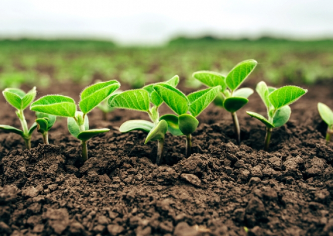  Falta de chuvas no Mato Grosso do Sul preocupam produtores de soja