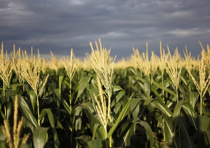 Florescimento do milho chega a 19% da área plantada nos EUA