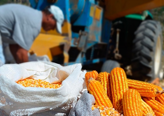 Goiás: valor baixo desmotivou produtores de milho a participar dos leilões  