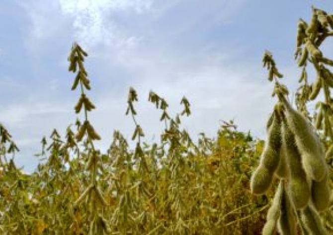 Lavouras de soja apresentam boas condições e deixam produtores otimistas em MS