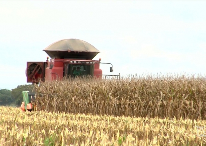 Lavouras de soja tem safra boa na produção no Maranhão