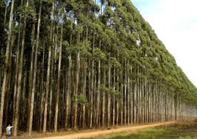 Lavouras que sustentam produção de celulose em MS tem alta de 28%