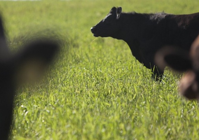 Mais de mil multas aplicadas a empresas que infringiram legislação de defesa agropecuária