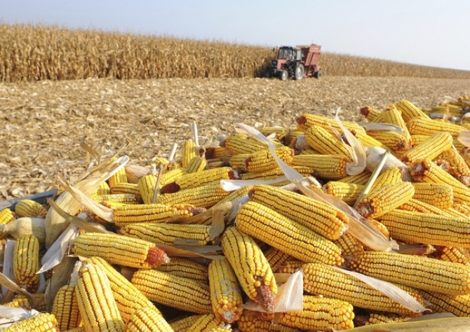 Milho: Focado no clima na Argentina, mercado permanece próximo da estabilidade nesta 4ª feira em Chicago