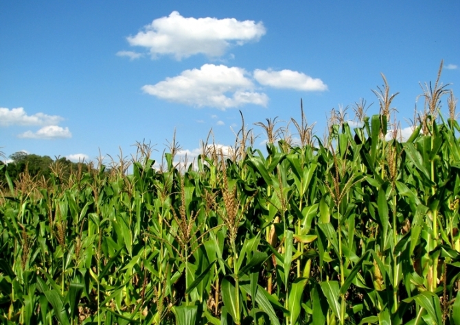 Milho: Mato Grosso do Sul tem excelente perspectiva de produtividade