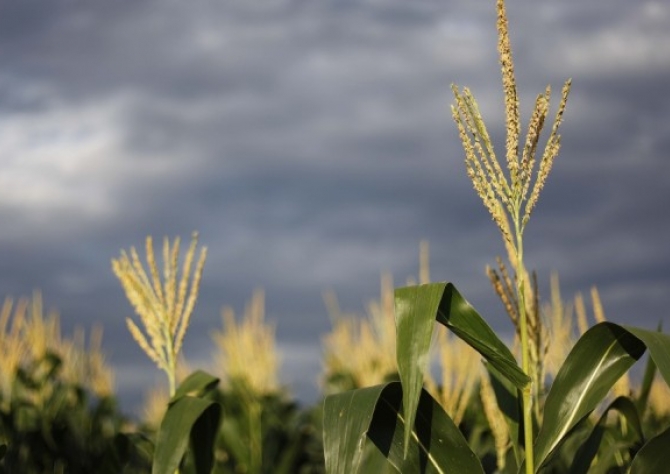 Milho sobe com previsão de volta das chuvas – Análise Agrolink