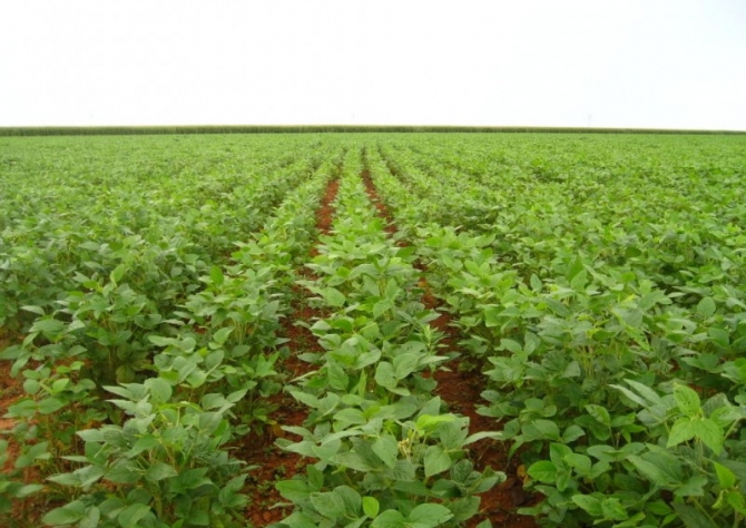 Monitoramento da soja garante sanidade na produção