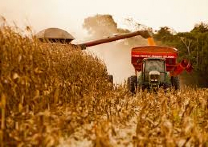 MS já colheu mais da metade da área cultivada com milho na segunda safra