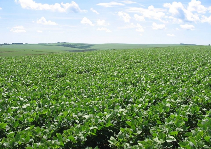 Paraguai já tem cerca de 60% da área de soja plantada, mas excesso de chuvas preocupa neste momento