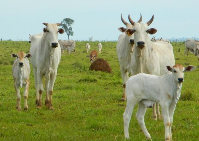 Pecuaristas do RN sofrem concorrência com a carne do Sudeste e Centro-Oeste, que gera crédito do ICMS ao varejo