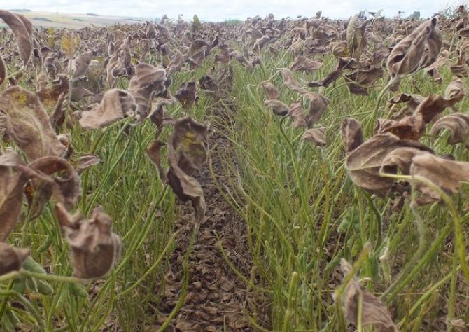 Pesquisadores alertam para nematoides nas lavouras de soja em MT