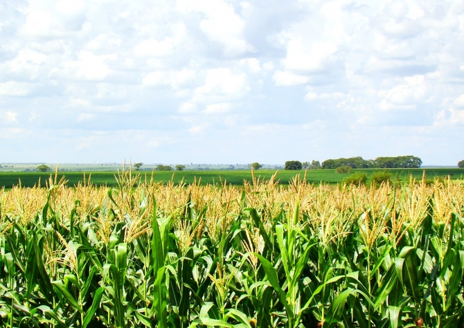 Plantio de milho chega a 35,5% na Argentina