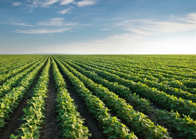  Plantio de soja 2018/19 no Brasil chega a 71%, em ritmo recorde, diz AgRura