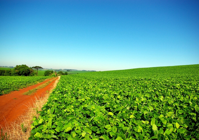 Pr: Produção da soja aumenta 18% e tem produtividade recorde 