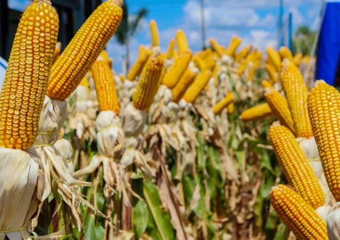 Preço do milho em Mato Grosso teve queda de 7,81% na última semana