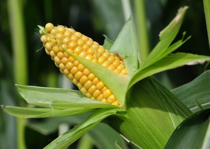 Preço do milho tem alta em Mato Grosso do Sul