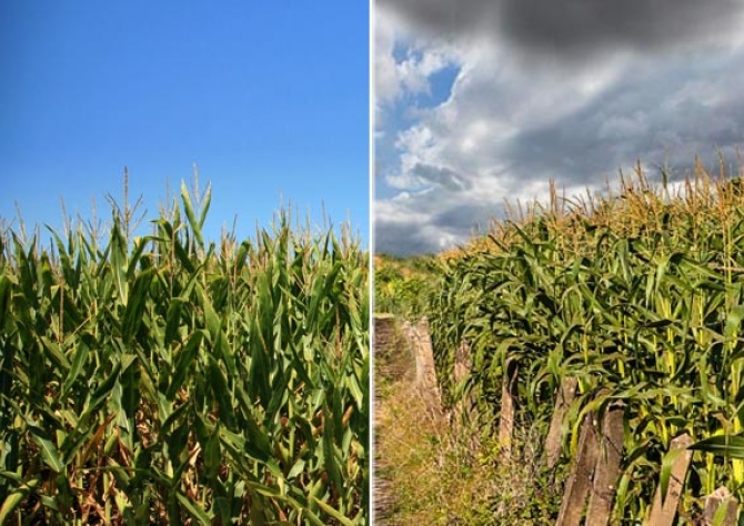 Previsão do tempo: clima favorece a colheita do milho e de outras culturas 