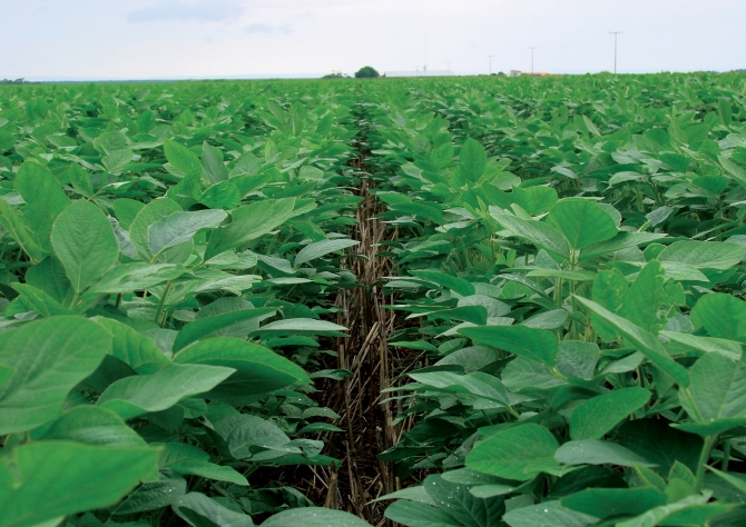 Produtores ‘aceleram’ ritmo do plantio da soja em Mato Grosso