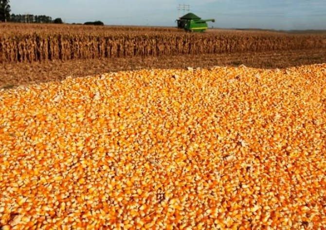 Produtores de milho estão com um olho no silo e outro na Safrinha