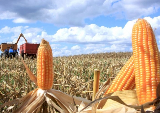 Produtores do Paraná se preparam para colher nova safra de milho