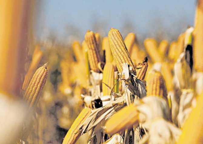 Produtores em Lucas e Sinop (MT) também colhem milho avariado