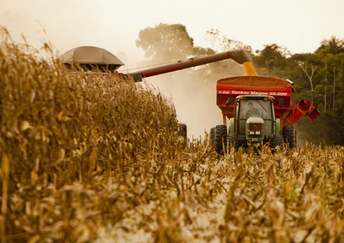 Safra de milho colabora para alta de 8,4% no valor da produção agrícola