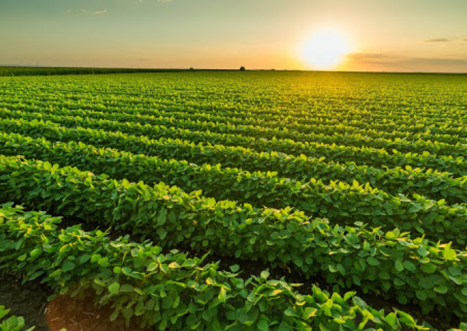 Secretaria de Agricultura habilitará profissionais na emissão de documentos para comércio de produtos agrícolas